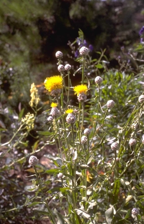 Korenbloem - Centaurea glastifolia