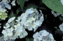 Hortensia - Hydrangea serrata 'Blue deckle'