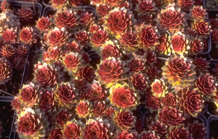 Sempervivum 'Rubin'