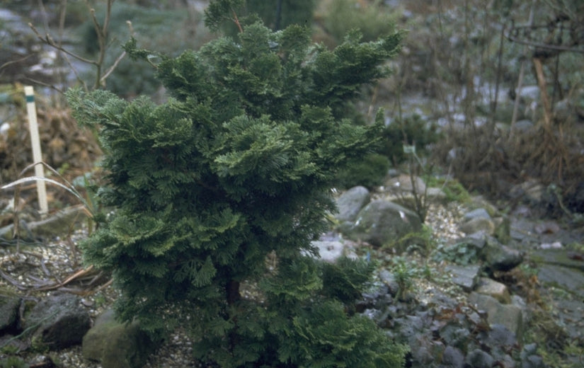 Hinoki cipres - Chamaecyparis obtusa 'Nana Gracilis'