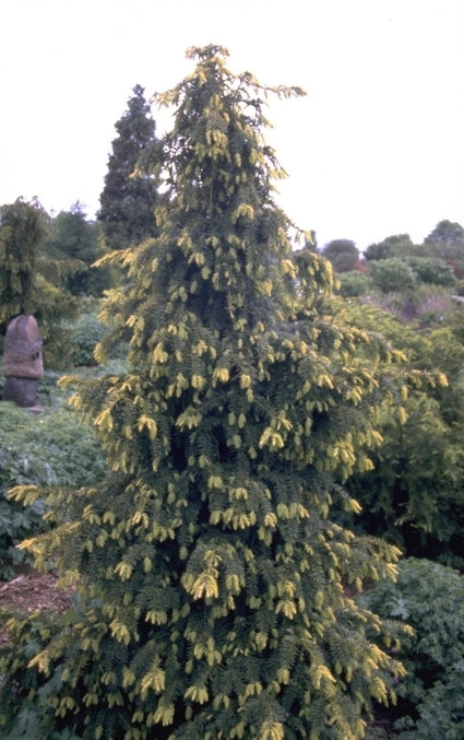 Taxus - Taxus baccata 'Dovastonii Aurea'