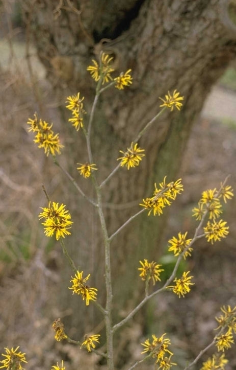 Zachte toverhazelaar - Hamamelis mollis