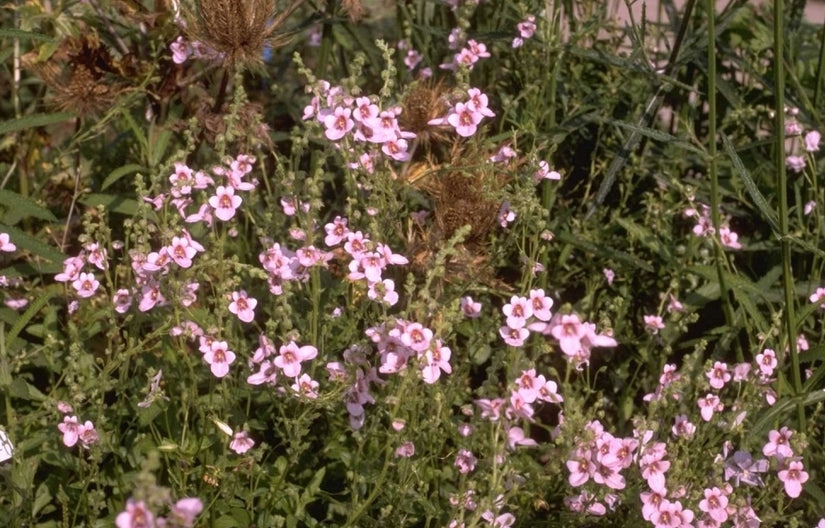 Diascia vigilis