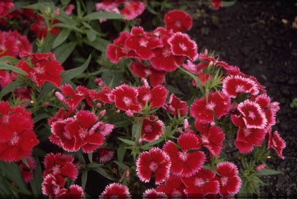 Chinese Anjer - Dianthus chinensis 'Carmine Rose Margin'