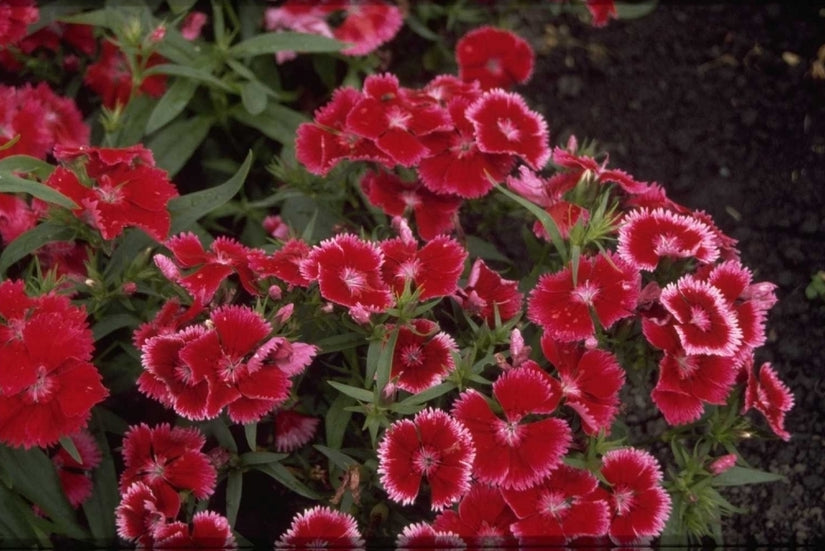 Chinese Anjer - Dianthus chinensis 'Carmine Rose Margin'