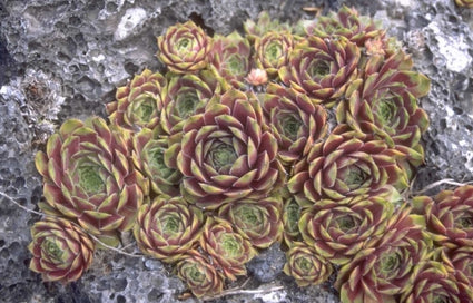 Sempervivum 'Commander Hay'