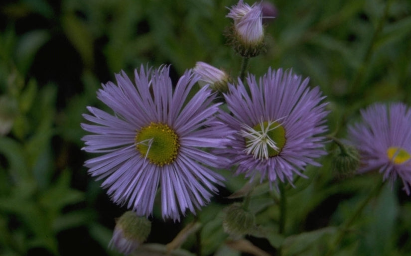 Fijnstraal - Erigeron 'Strahlenmeer'