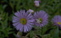 Fijnstraal - Erigeron 'Strahlenmeer'