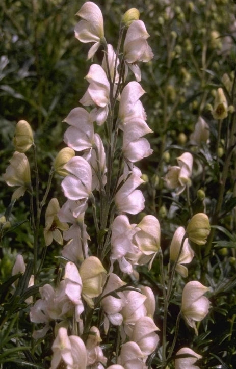 Aconitum napellus 'Rubellum'