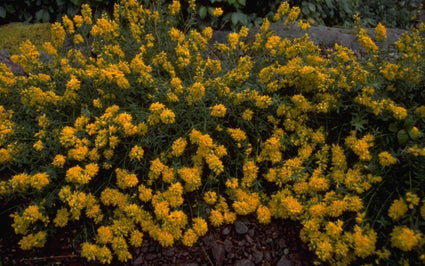 Verfbrem - Genista tinctoria 'Flore Pleno'