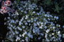 Zeepkruid - Saponaria ocymoides 'Alba'