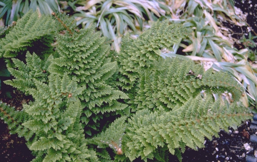 Zachte naaldvaren - Polystichum setiferum 'Plumoso-densum'