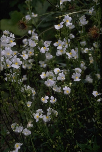 Nemesia - Nemesia caerulea 'Innocence'