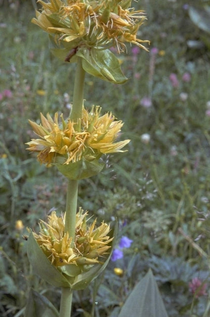 Gentiana lutea