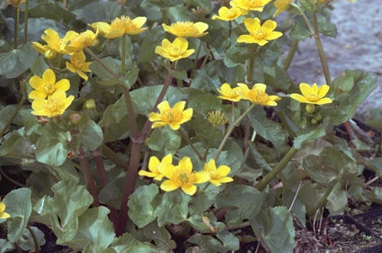 Caltha polypetala