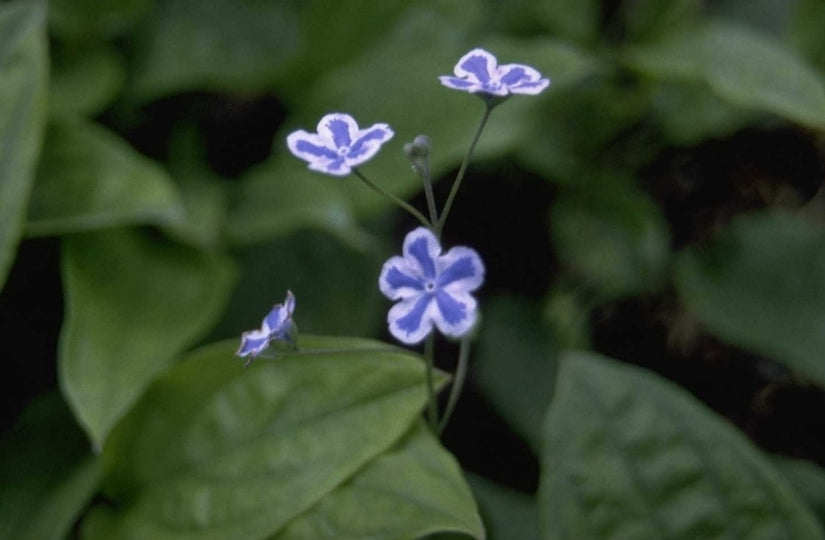 Amerikaans vergeet mij nietje - Omphalodes cappadocica 'Starry Eyes'