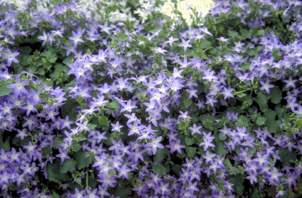 Campanula lactiflora