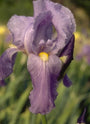 Iris 'Empress of India'