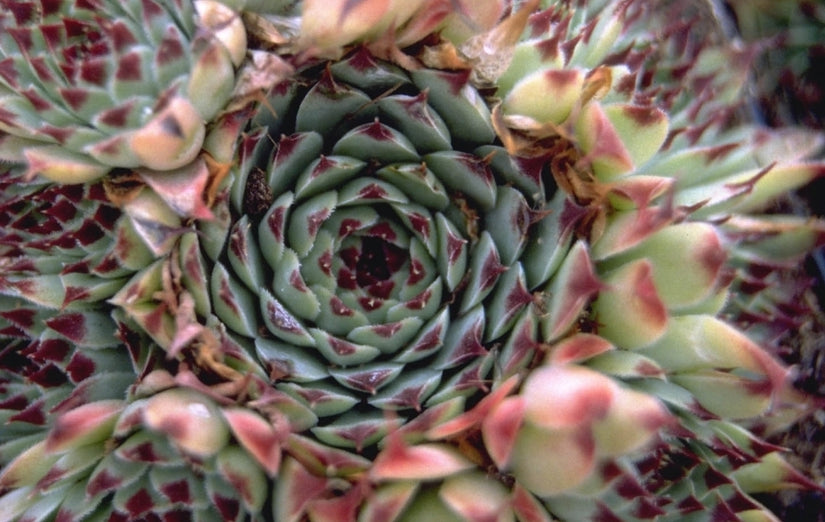 Sempervivum calcareum