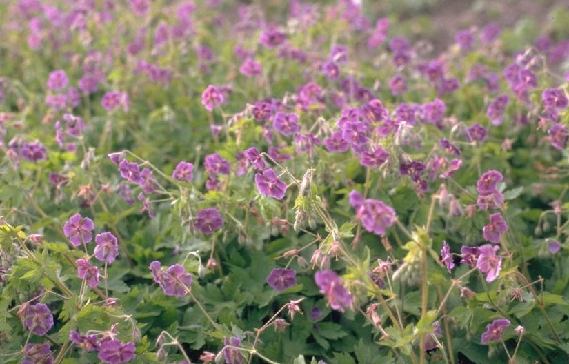 Donkere Ooievaarsbek - Geranium phaeum Rose