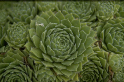 Sempervivum 'Smaragd'