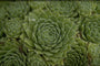 Sempervivum 'Smaragd'