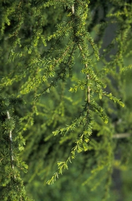 Cyprische Ceder - Cedrus libani subsp. brevifolia