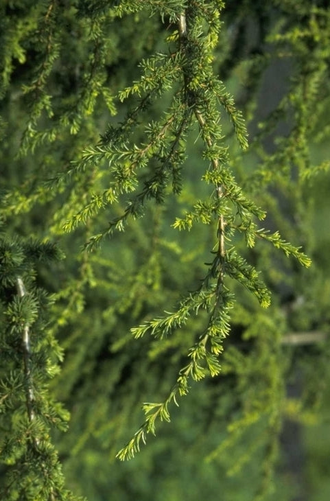 Cyprische Ceder - Cedrus libani subsp. brevifolia