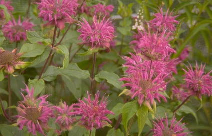 Bergamotplant - Monarda 'Blaustrumpf'