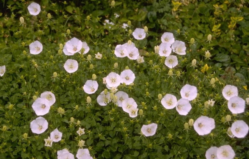 Karpatenklokje - Campanula carpatica 'Weisse Clips'