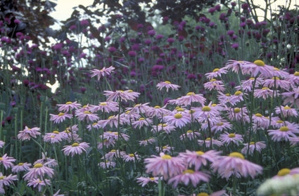 Wormkruid - Tanacetum 'Eileen May Robinson'