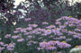 Wormkruid - Tanacetum 'Eileen May Robinson'