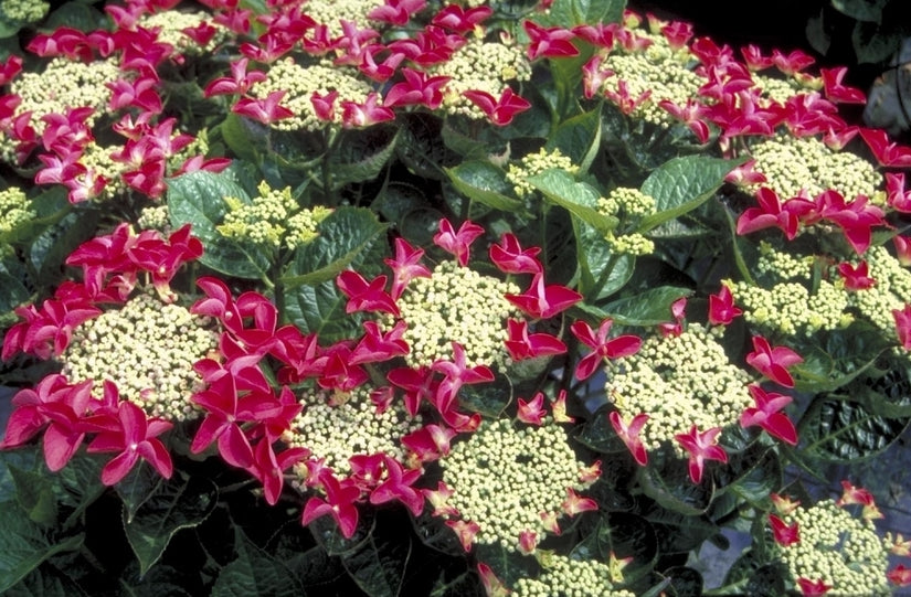 Hortensia - Hydrangea Macrophylla 'Rotschwanz'