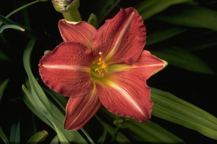 Daglelie - Hemerocallis 'Red Rum'