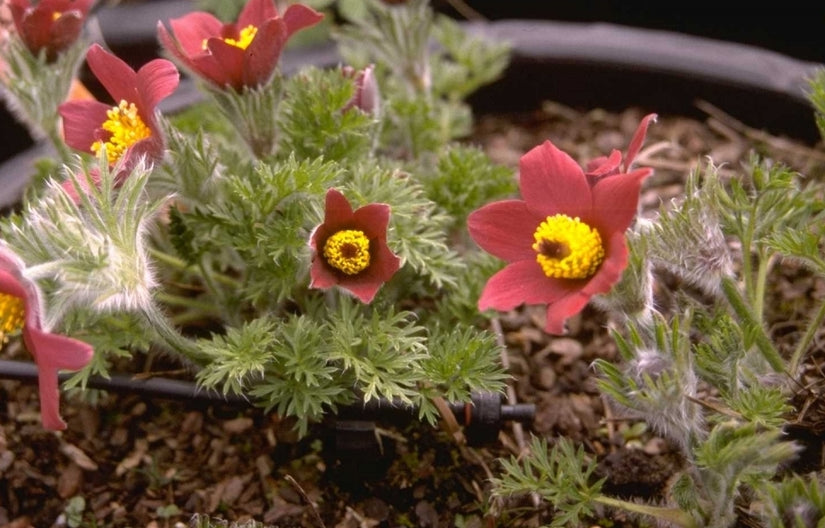 Pulsatilla vulgaris 'R?de Klokke'