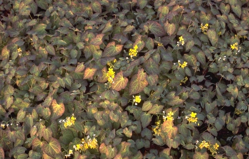 Elfenbloem - Epimedium x Perralchicum 'Frohnleiten'