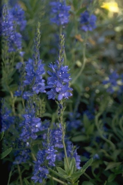 Brede ereprijs - Veronica austriaca 'Knallblau'