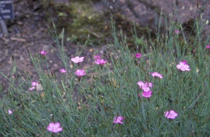 Steenanjer - Dianthus deltoides