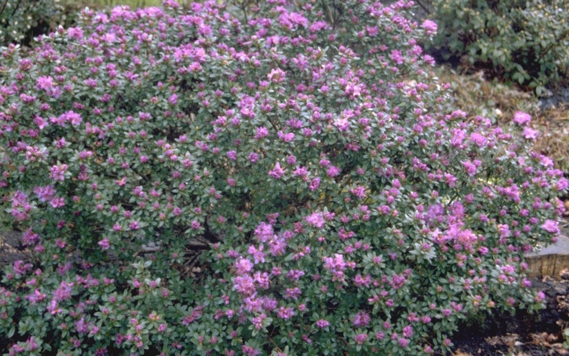 Rododendron - Rhododendron hippophaeoides