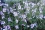 Diascia 'Lilac Belle'