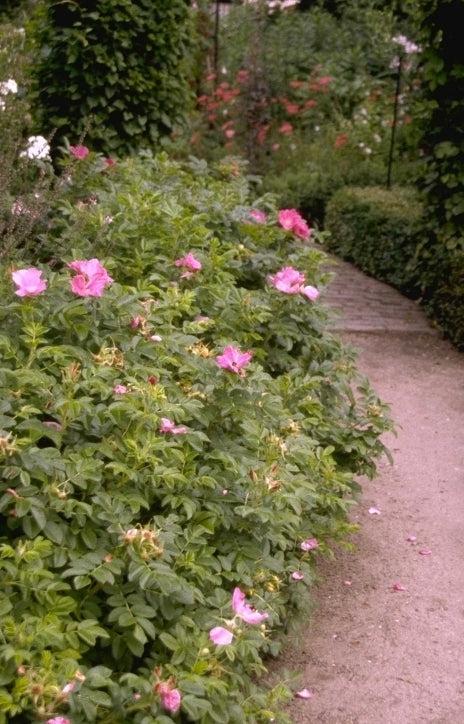 Rimpelroos - Rosa rugosa 'Rubra'