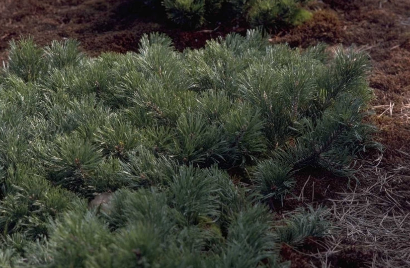 Pinus mugo 'Krauskopf'