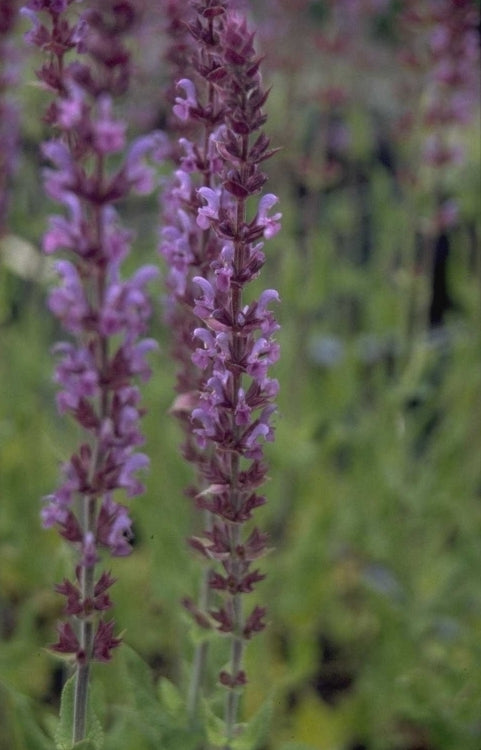 Salie - Salvia nemorosa 'Amethyst'