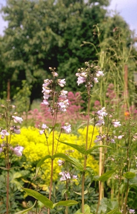 Penstemon utahensis