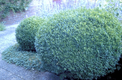 Palmboompje - Buxus sempervirens 'Bol'