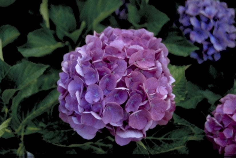 Hydrangea macrophylla 'Renate'