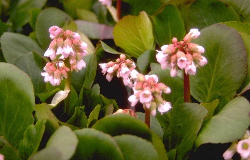 Schoenlappersplant - Bergenia 'Bressingham Salmon'