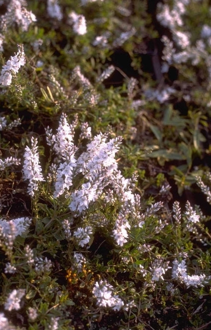 Liggende ereprijs - Veronica prostrata 'Blue Sheen'