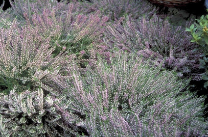 Knopbloeiende heide - Calluna vulgaris 'Anette'