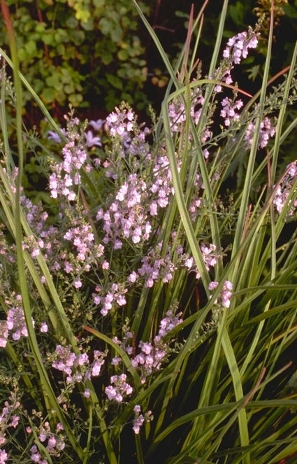 Vlasleeuwenbek - Linaria x dominii 'Yuppie Surprise'